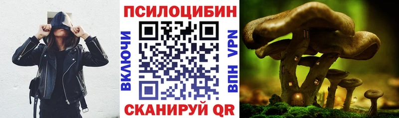 нарко площадка как зайти  Зубцов  Галлюциногенные грибы Psilocybine cubensis 